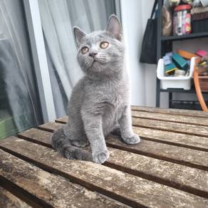 British Shorthair Kitten Female
