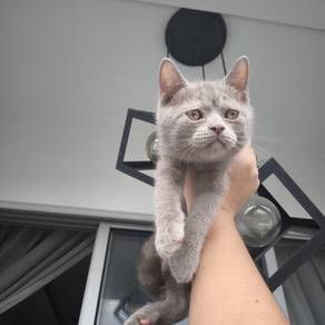 Bsh British Shorthair Kitten Male