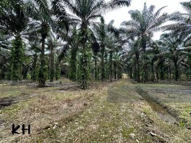 Below market Banting Sri Cheeding land industrial zoning freehold