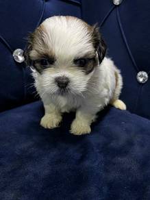 shih tzu 