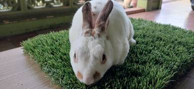 Arnab Minirex