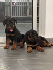 Puppy Rottweiler