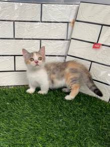Munchkin calico kitten