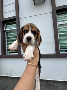 Female Beagle puppy