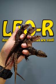 Red-Eyed Crocodile Skink l
