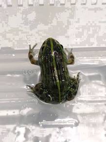 Giant African Bullfrog / Katak