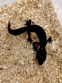 Black Knight Leopard Gecko