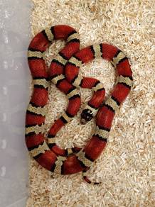Thayer's Kingsnake / Ular