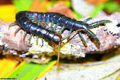 Borneo Blue Centipede / Lipan