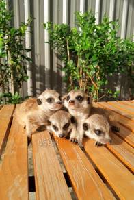 Meerkat