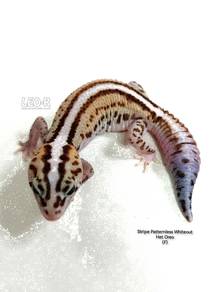 Stripe Patternless AFT Gecko