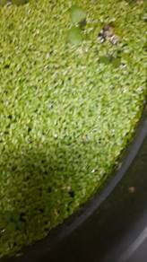 duckweed RM2