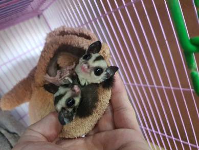 sugar glider