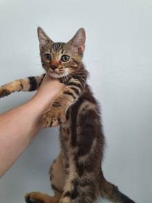 bengal marble