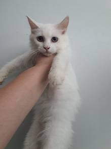 mainecoon dlh kitten
