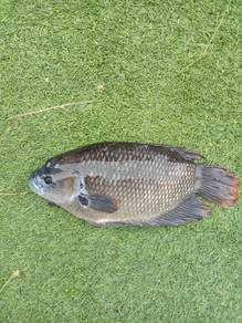 Ikan kaloi sabah