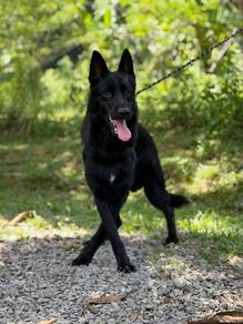 Black German Shepherd