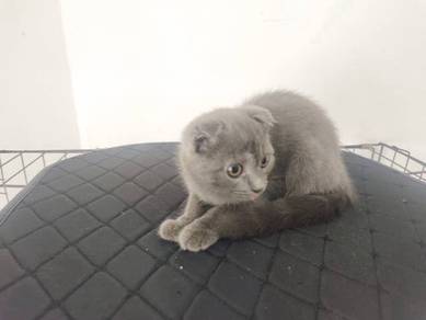 bsh mix Scottish fold 
