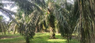 Kebun sawet sri Medan batu pahat