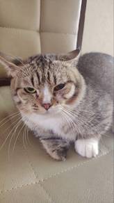 munchkin male