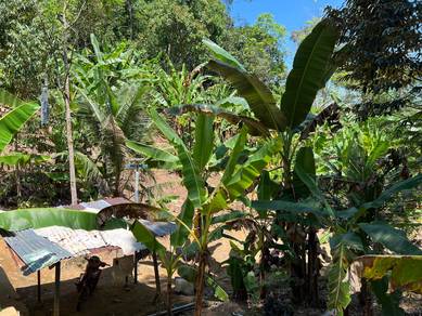 Tanah Dusun Durian Kampung Air Hitam Batu Kurau NEAR SUNGAI