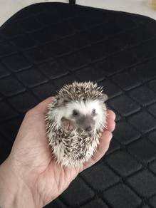 hedgehog landak mini 