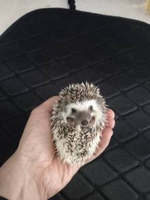 hedgehog landak mini 