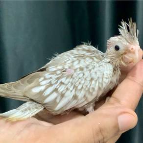 Burung Cockatiel Split Pastel Face Bird Parrot