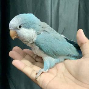 Burung Monk Parakeet Jinak