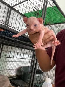 sphynx