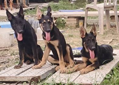 German Shepherd 