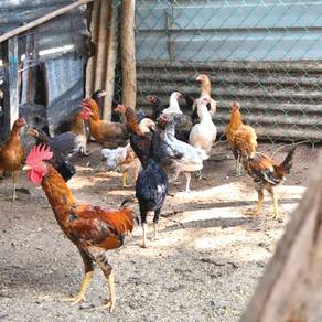 Anak ayam kampung jantan