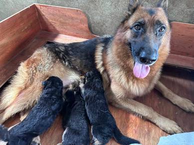 Pure Breed German Shepherd Puppy (MKA)