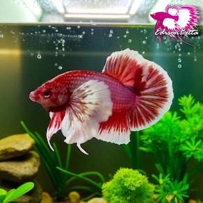 Betta Hmpk Dumbo Salamander (ikan laga)