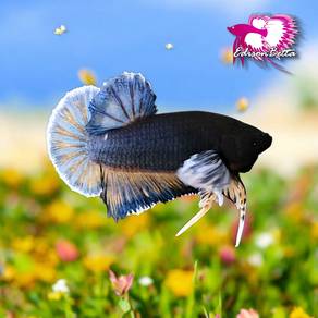 Betta Hmpk Dumbo MG (ikan laga)