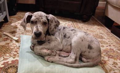 Great dane puppy