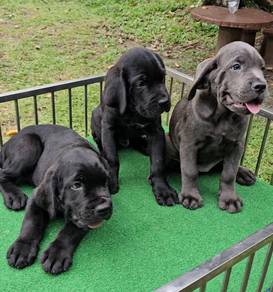 Cane corso puppy