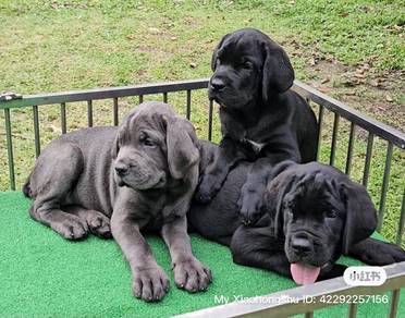 Cane corso puppy