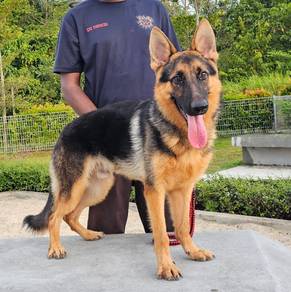 German Shepherd