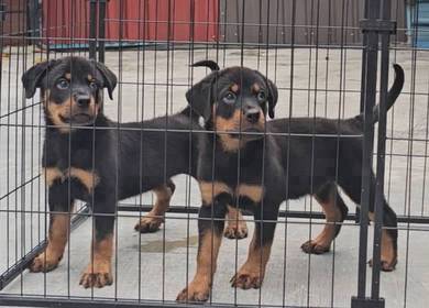 Rottweiler puppy