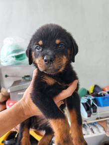 Rottweiler male female