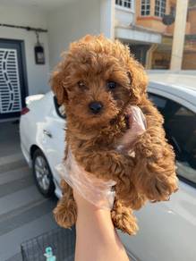 Toy poodle male female puppy