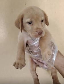Labrador female only