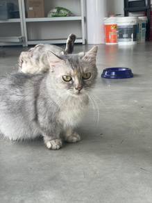 Munchkin