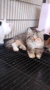 Kucing Parsi Comel manja untuk dilepaskan 