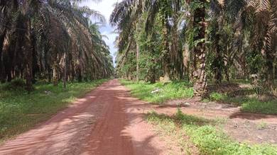 Tanah Pertanian ☘️ Utk Dijual di Kg Mechupu, Lepar Pekan