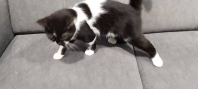 Bsh male