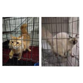 Pusak parsi DLH sepasang