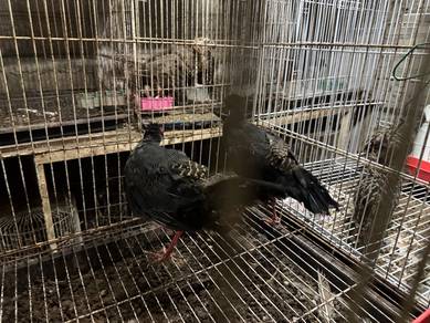 Kuang siamese fireback