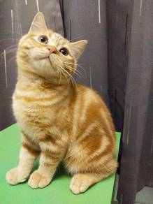 Rehome Anak Kucing Yang Manja dan Gebu